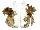 SPONDYLIDAE SPONDYLUS VARIEGATUS shell