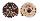 ARCHITECTONICIDAE ARCHITECTONICA PERSPECTIVA shell