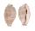 CYPRAEIDAE PURPURADUSTA MICRODON MICRODON shell