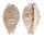 CYPRAEIDAE PURPURADUSTA MICRODON MICRODON shell