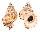 BURSIDAE TUTUFA BUBO shell