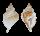 PERSONIDAE DISTORSIO DECIPIENS shell