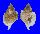 PERSONIDAE DISTORSIO DECIPIENS shell