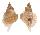 PERSONIDAE DISTORSIO DECIPIENS shell