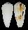 CONIDAE CONUS MAGUS RAPHANUS shell