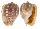 TONNIDAE MALEA POMUM shell