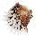CHAMIDAE CHAMA  DUNKERI shell