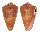 CONIDAE CONUS QUASIDAUCUS shell