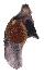 SPONDYLIDAE SPONDYLUS OCELLATUS shell