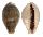 CYPRAEIDAE ERRONEA OVUM CHRYSOSTOMA shell