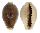CYPRAEIDAE ERRONEA OVUM CHRYSOSTOMA shell