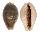 CYPRAEIDAE ERRONEA OVUM CHRYSOSTOMA shell