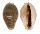CYPRAEIDAE ERRONEA OVUM CHRYSOSTOMA shell