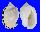 CASSIDAE CASMARIA ERINACEA ERINACEA shell