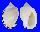 CASSIDAE CASMARIA ERINACEA ERINACEA shell