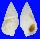 CERITHIIDAE GOURMYA GOURMYI shell