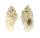 MURICIDAE COLOMBI DERMOMUREX shell