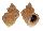 CANCELLARIIDAE CANCELLARIA HABEI shell