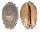 CYPRAEIDAE MAURITIA ARABICA GIBBA shell