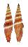MITRIDAE VEXILLUM COCCINEA shell