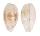 CYPRAEIDAE CYPRAEA FIMBRIATA UNIFASCIATA shell