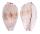 CYPRAEIDAE CYPRAEA FIMBRIATA UNIFASCIATA shell