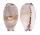 CYPRAEIDAE CYPRAEA FIMBRIATA UNIFASCIATA shell