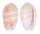 OLIVIDAE OLIVA CARNEOLA BIZONALIS shell