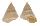 CALLIOSTOMATIDAE CALLIOSTOMA MONILE shell