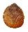 CARDIIDAE ACROSTERIGMA VARIEGATUM shell