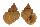 CANCELLARIIDAE CANCELLAPHERA AMASIA shell