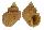 CANCELLARIIDAE CANCELLAPHERA AMASIA shell