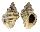 MURICIDAE THAIS BRONNI shell