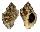 MURICIDAE THAIS BRONNI shell