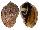 HARPIDAE HARPA MAJOR cf. CONOIDALIS shell
