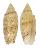 OLIVIDAE OLIVA SEMMELINKI shell