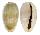 CYPRAEIDAE CYPRAEA EROSA CHLORIZANS COSMOI shell