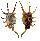 STROMBIDAE LAMBIS SCORPIO shell