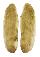 MALLEIDAE VULSELLA VULSELLA shell