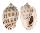 CASSIDAE PHALIUM AREOLA MAGNITA shell