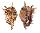 STROMBIDAE LAMBIS MILLEPEDA shell