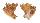 CORALLIOPHILIDAE LATIAXIS MAWAE shell