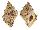 BURSIDAE BUFONARIA NOBILIS shell