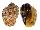 HARPIDAE HARPA MAJOR cf. CONOIDALIS shell