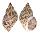 BUCCINIDAE BABYLONIA JAPONICA shell