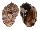 HARPIDAE HARPA MAJOR KAWAMURAI shell