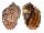 HARPIDAE HARPA MAJOR cf. CONOIDALIS shell
