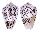 CONIDAE CONUS PULICARIUS shell