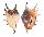 STROMBIDAE LAMBIS LAMBIS shell