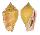 STROMBIDAE STROMBUS MUTABILIS CITRINUS shell